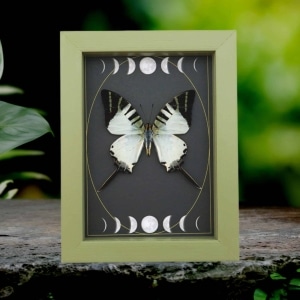 Graphium antiphates Butterfly Framed White Swallowtail Moon Phases Taxidermy Sage Green Display
