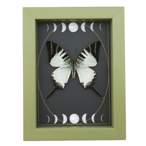 Graphium antiphates Butterfly Framed White Swallowtail Moon Phases Taxidermy Sage Green Display