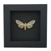 Halysidota tessellaris banded tussock Moth Framed Taxidermy Moonlight Display
