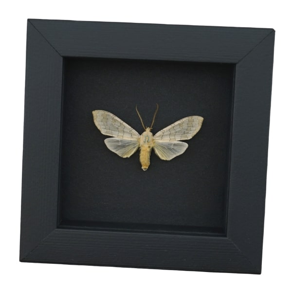 Halysidota tessellaris banded tussock Moth Framed Taxidermy Moonlight Display