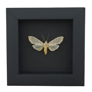 Halysidota tessellaris banded tussock Moth Framed Taxidermy Moonlight Display