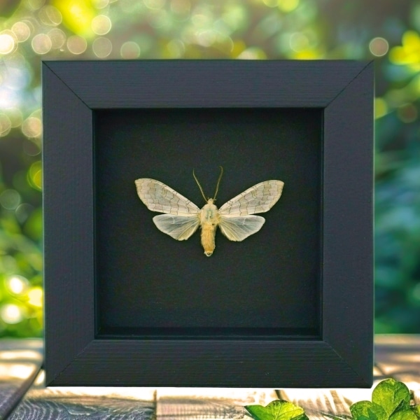 Halysidota tessellaris banded tussock Moth Framed Taxidermy Moonlight Display