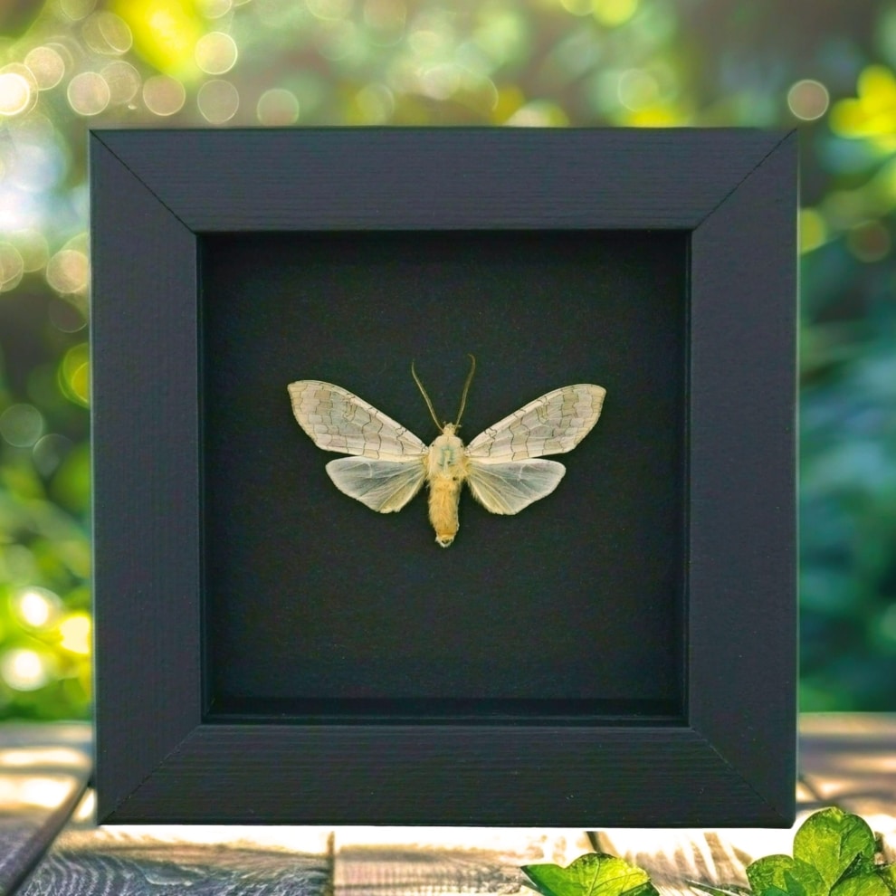 Halysidota tessellaris banded tussock Moth Framed Taxidermy Moonlight Display Halysidota tessellaris banded tussock Moth Framed Taxidermy Moonlight Display