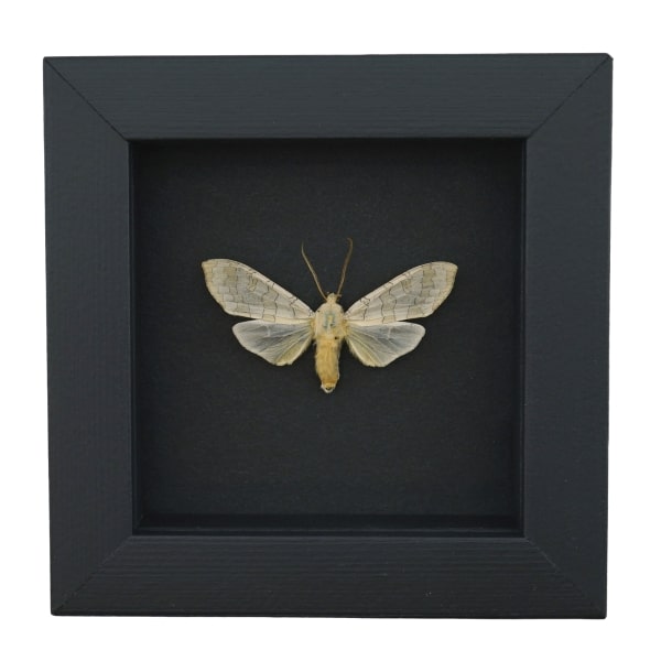 Halysidota tessellaris banded tussock Moth Framed Taxidermy Moonlight Display