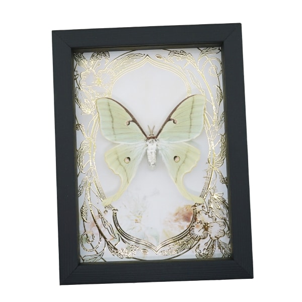 Real Luna Moth Gold Foil Floral Art Nouveau Actias luna Framed Taxidermy