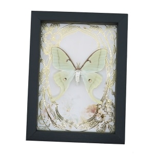 Real Luna Moth Gold Foil Floral Art Nouveau Actias luna Framed Taxidermy