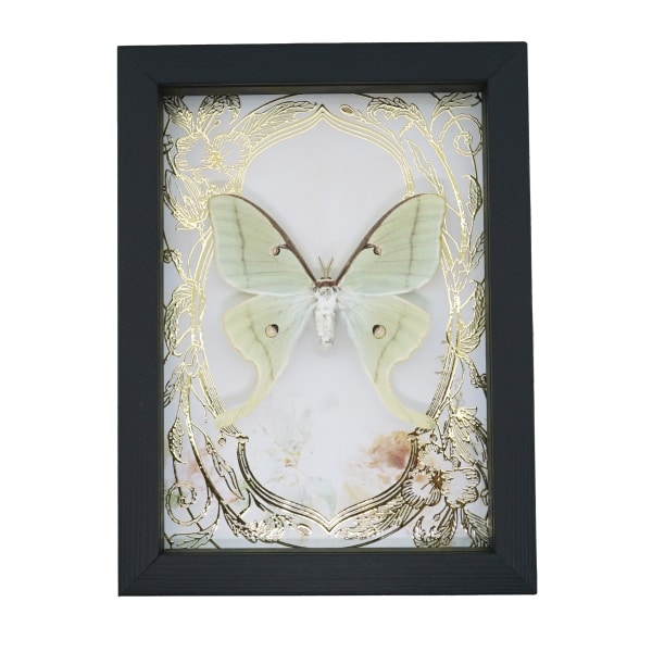 Real Luna Moth Gold Foil Floral Art Nouveau Actias luna Framed Taxidermy