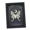 Real Framed Luna Moth Gold Foil Celestial Moon Actias luna Taxidermy Display