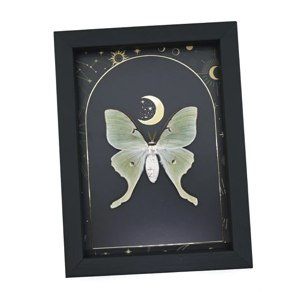 Real Framed Luna Moth - Gold Foil Celestial Moon Actias luna