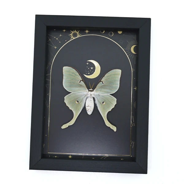 Real Framed Luna Moth - Gold Foil Celestial Moon Actias luna