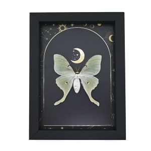 Real Framed Luna Moth Gold Foil Celestial Moon Actias luna Taxidermy Display