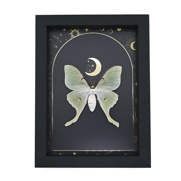 Real Framed Luna Moth Gold Foil Celestial Moon Actias luna Taxidermy Display