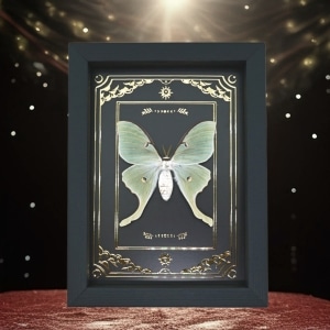 Real Framed Luna Moth Gold Foil Celestial Actias luna Taxidermy Display
