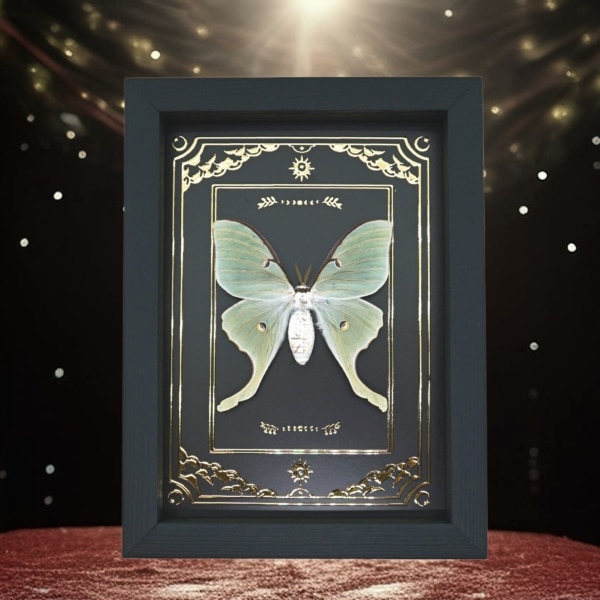 Real Framed Luna Moth Gold Foil Celestial Actias luna Taxidermy Display