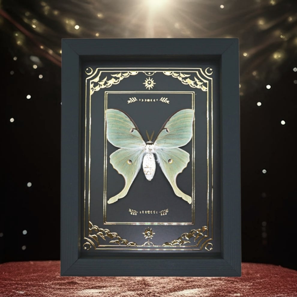 Real Framed Luna Moth Gold Foil Celestial Actias luna Taxidermy Display Real Framed Luna Moth Gold Foil Celestial Actias luna Taxidermy Display