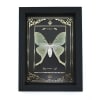 Real Framed Luna Moth Gold Foil Celestial Actias luna Taxidermy Display