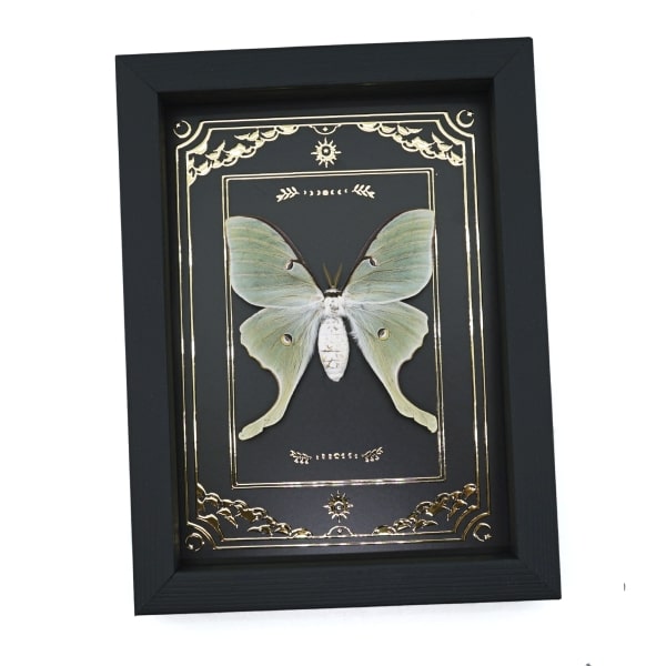 Real Framed Luna Moth Gold Foil Celestial Actias luna Taxidermy Display