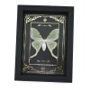 Real Framed Luna Moth Gold Foil Celestial Actias luna Taxidermy Display