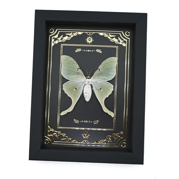 Real Framed Luna Moth Gold Foil Celestial Actias luna Taxidermy Display