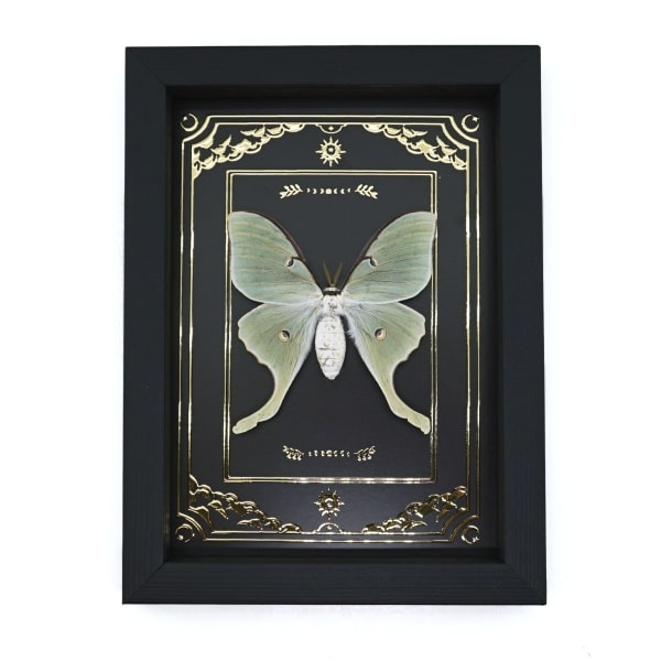 Real Framed Luna Moth Gold Foil Celestial Actias luna Taxidermy Display