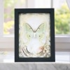 Real Luna Moth Gold Foil Floral Art Nouveau Actias luna Framed Taxidermy