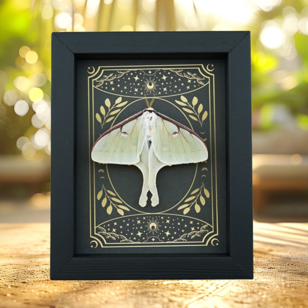 Real Luna Moth Celestial Stars Actias luna Resting Framed Taxidermy Real Luna Moth Celestial Stars Actias luna Resting Framed Taxidermy