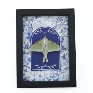 Real Framed Luna Moth French Blue White Actias luna Resting Taxidermy Display