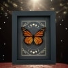 Real Monarch Butterfly Gothic Moon Phases Danaus plexippus male Framed Taxidermy Display