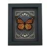 Real Monarch Butterfly Gothic Moon Phases Danaus plexippus male Framed Taxidermy Display