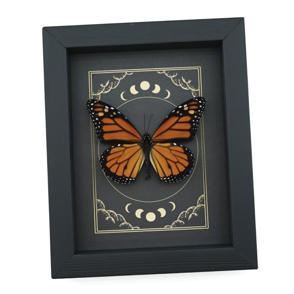 Real Monarch Butterfly Gothic Moon Phases Danaus plexippus male Framed Taxidermy Display