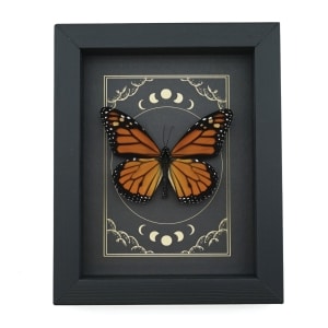 Real Monarch Butterfly Gothic Moon Phases Danaus plexippus male Framed Taxidermy Display