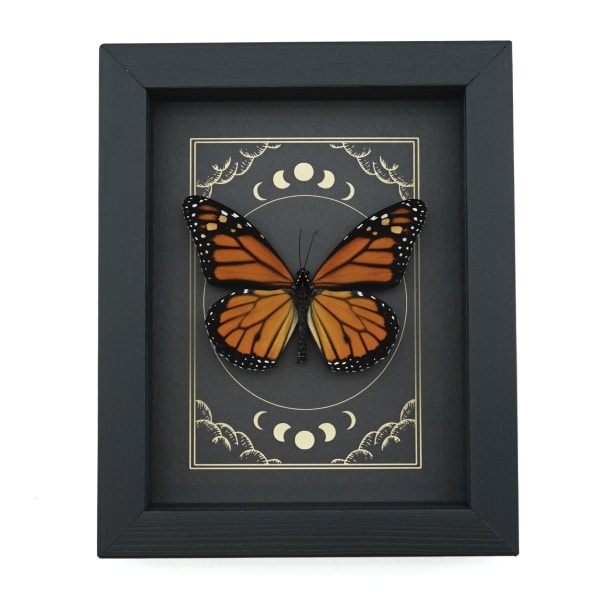 Real Monarch Butterfly Gothic Moon Phases Danaus plexippus male Framed Taxidermy Display