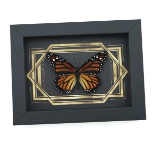 Real Framed Monarch Butterfly Art Deco Double Border Danaus plexippus Female Taxidermy Display