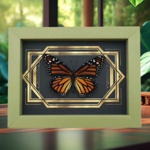 Real Framed Monarch Butterfly Art Deco Double Border Danaus plexippus Female Taxidermy Sage Green Display