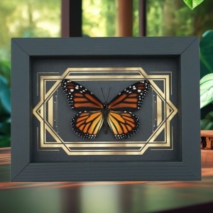Real Framed Monarch Butterfly Art Deco Double Border Danaus plexippus Female Taxidermy Display