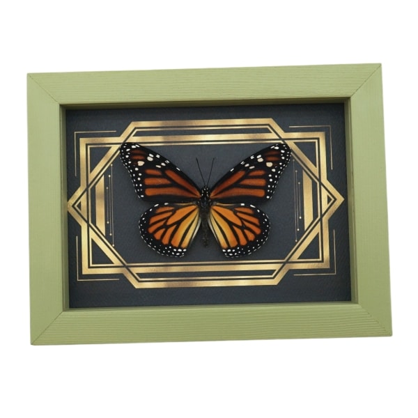 Real Framed Monarch Butterfly Art Deco Double Border Danaus plexippus Female Taxidermy Sage Green Display