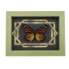 Real Framed Monarch Butterfly Art Deco Double Border Danaus plexippus Female Taxidermy Sage Green Display