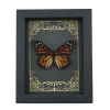 Real Framed Monarch Butterfly Art Deco Golden Scrolls Danaus plexippus Female Taxidermy Display