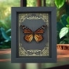 Real Framed Monarch Butterfly Art Deco Golden Scrolls Danaus plexippus Female Taxidermy Display