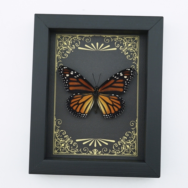 Real Framed Monarch Butterfly Art Deco Golden Scrolls Danaus plexippus Female Taxidermy Display
