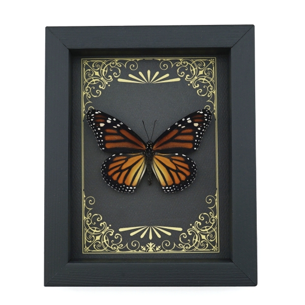 Real Framed Monarch Butterfly Art Deco Golden Scrolls Danaus plexippus Female Taxidermy Display