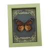 Real Framed Monarch Butterfly Art Deco Golden Scrolls Danaus plexippus Female Taxidermy Sage Green Display