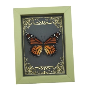 Real Framed Monarch Butterfly Art Deco Golden Scrolls Danaus plexippus Female Taxidermy Sage Green Display