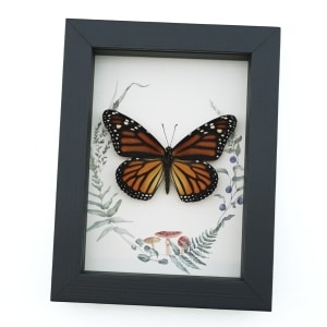 Real Framed Monarch Butterfly Ferns Mushrooms Danaus plexippus Female Taxidermy Display