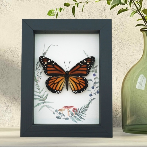 Real Framed Monarch Butterfly Ferns Mushrooms Danaus plexippus Female Taxidermy Display