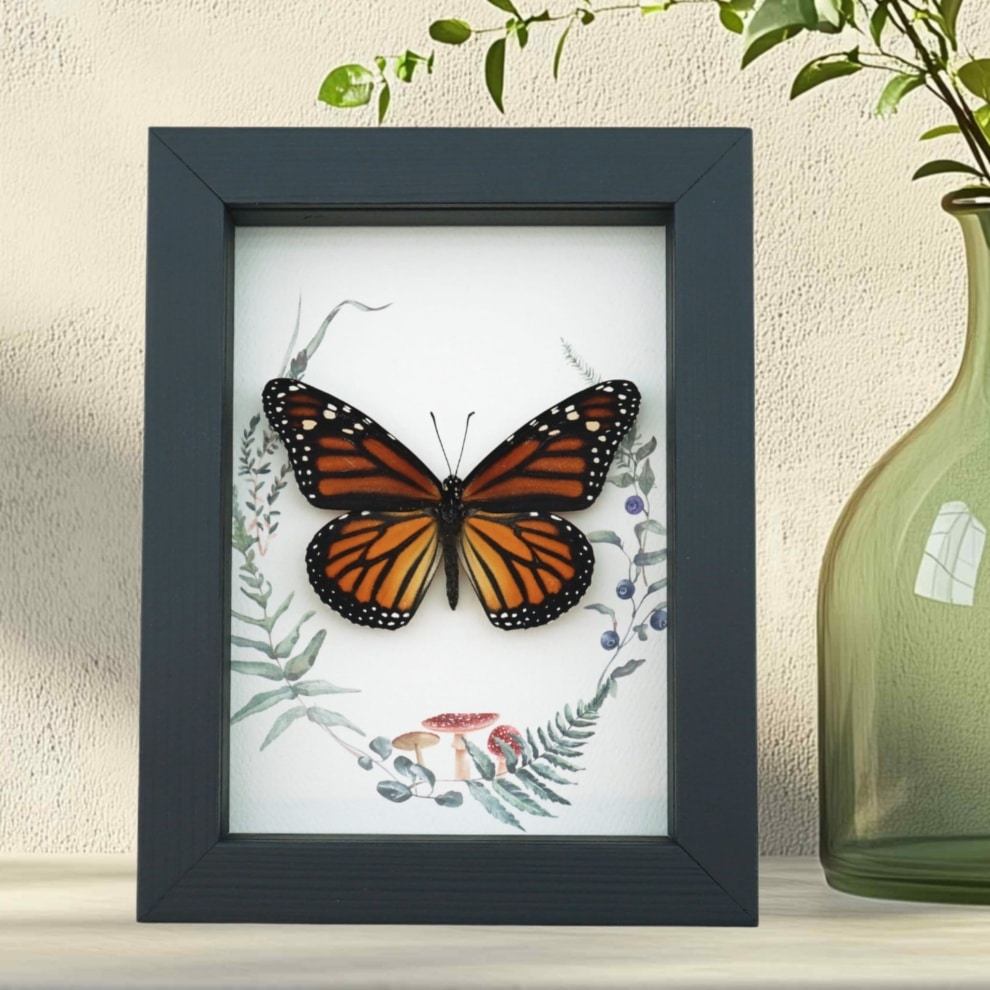 Real Framed Monarch Butterfly Ferns Mushrooms Danaus plexippus Female Taxidermy Display Real Framed Monarch Butterfly Ferns Mushrooms Danaus plexippus Female Taxidermy Display