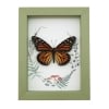 Real Framed Monarch Butterfly Ferns Mushrooms Danaus plexippus Female Taxidermy Sage Green Display