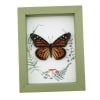Real Framed Monarch Butterfly Ferns Mushrooms Danaus plexippus Female Taxidermy Sage Green Display