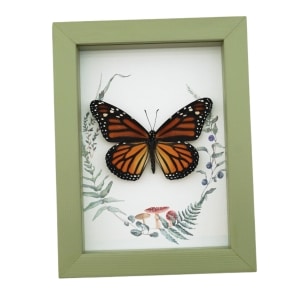Real Framed Monarch Butterfly Ferns Mushrooms Danaus plexippus Female Taxidermy Sage Green Display