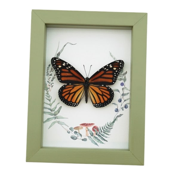 Real Framed Monarch Butterfly Ferns Mushrooms Danaus plexippus Female Taxidermy Sage Green Display